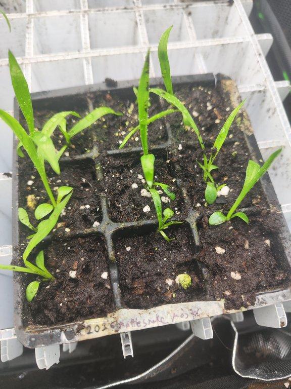 seedling