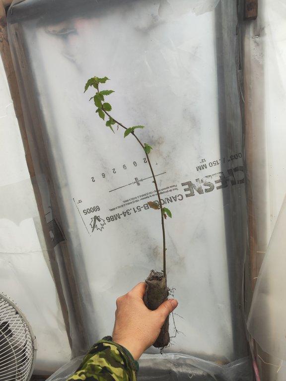 March 250ml hazelnut