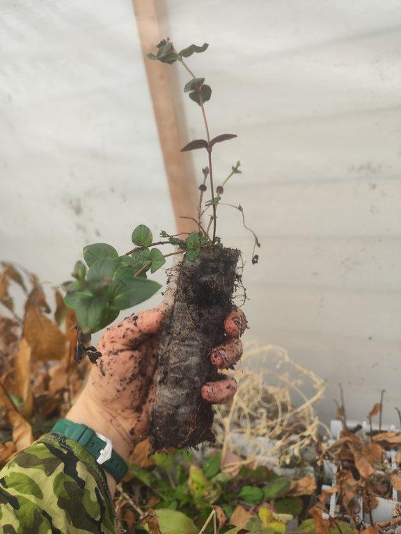 Blunt Mountain Mint (Pycnanthemum muticum) 250ml