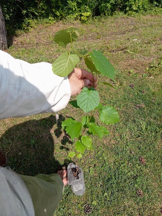 American Hazelnut (Corylus americana) Seedling