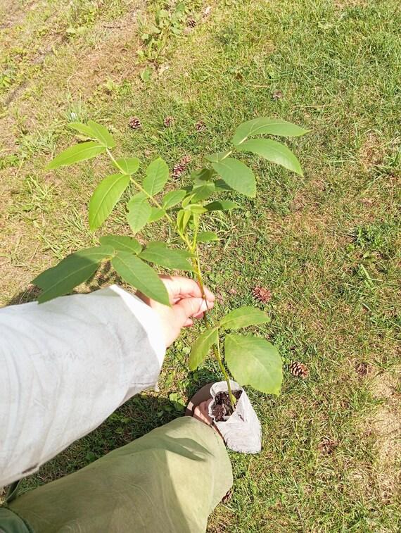 Heartnut (Juglans ailantifolia) Seedling
