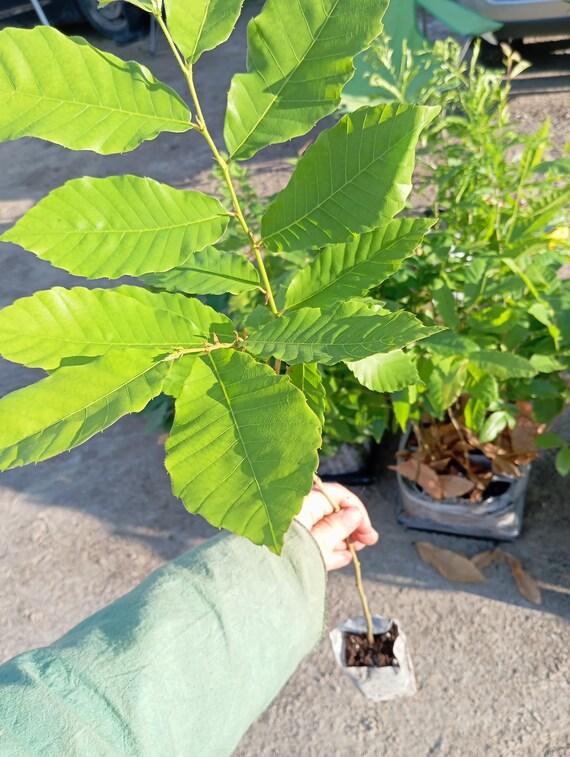Sweet Soft Chestnut (Castanea mollissima) 250ml 2yr old
