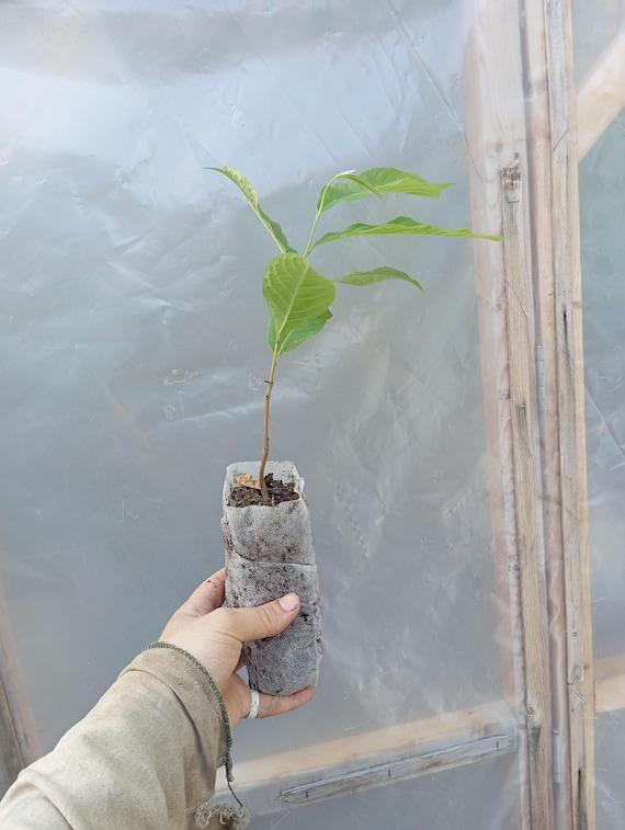 Pawpaw Seedling