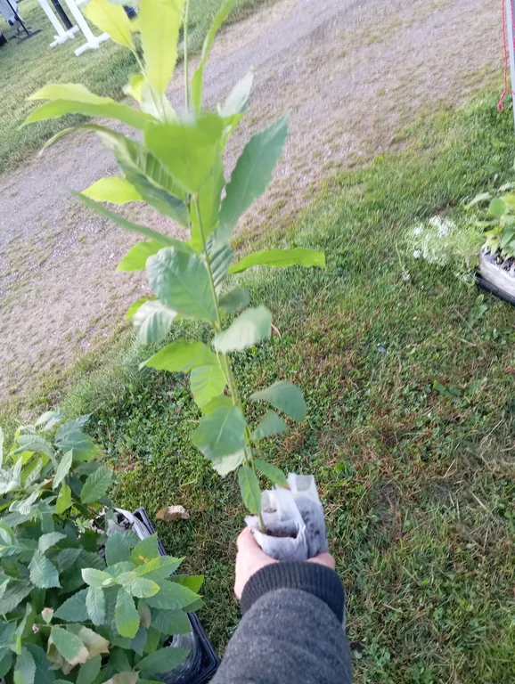 Sweet Soft Chestnut (Castanea mollissima) 250ml 2yr old