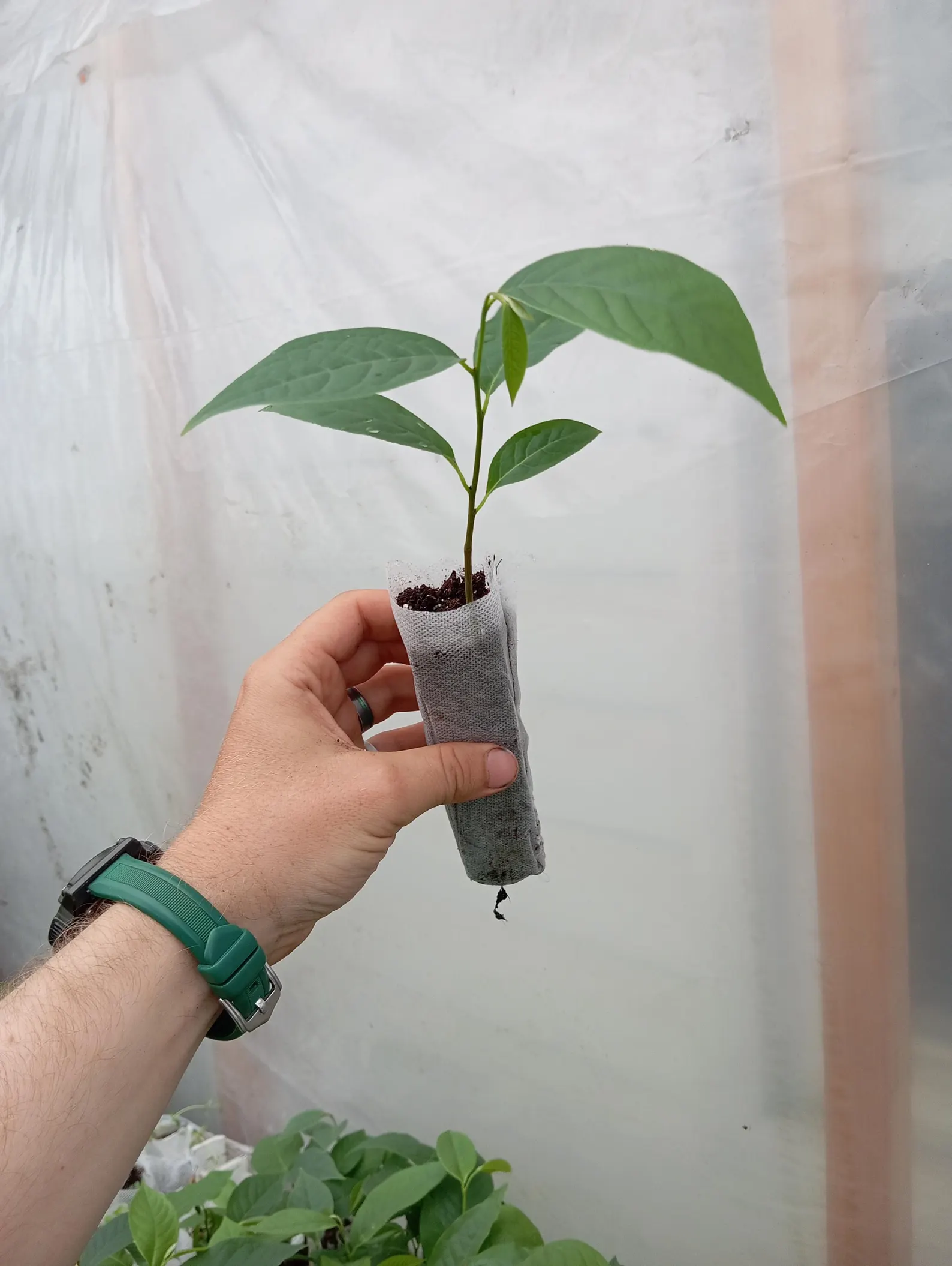 Pawpaw Seedling