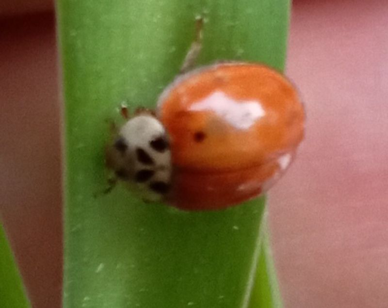 Coccinella