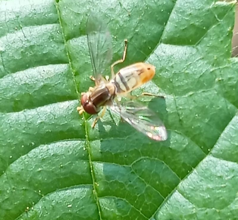 Hoverfly