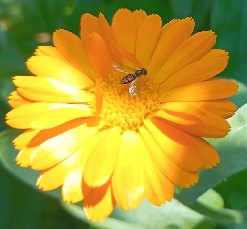 Hoverfly